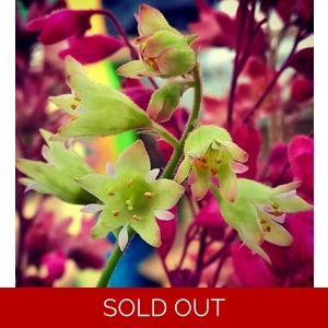 Heuchera 'Lucky Lane Lemon'